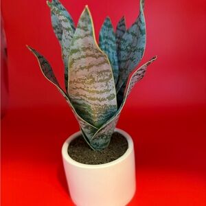 Modern Green Potted Plant in White Ceramic Pot. This is a fake plant